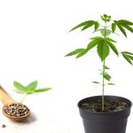 大麻栽培キットの販売で検挙？ 日本国内の異常な取締状況を考える