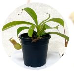 食虫植物『ウツボカズラ』を育ててみた 屋内観葉植物育成日記
