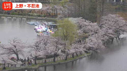 【天気ライブ】上野公園 ライブカメラ　花曇りの桜の様子はーーCherry blossoms at Shinobazu pond in Ueno,Japanより