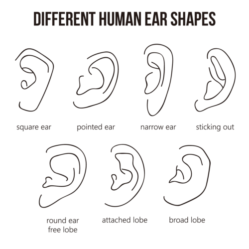 参考画像 Different Human Ear Shapes