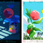 ホウセンカ 画像 4