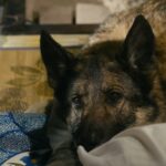 少年と犬 画像 8