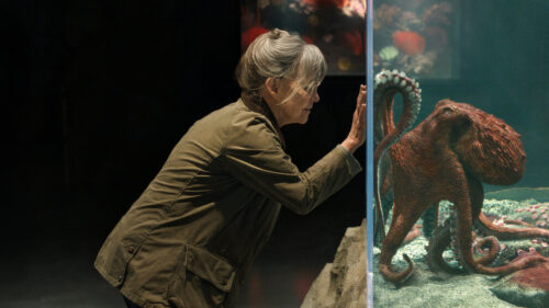 親愛なる八本脚の友だち キービジュアル