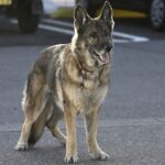 少年と犬 画像 2